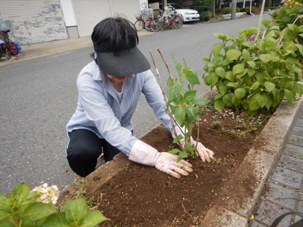 とだ緑のボランティアアジサイの植樹写真