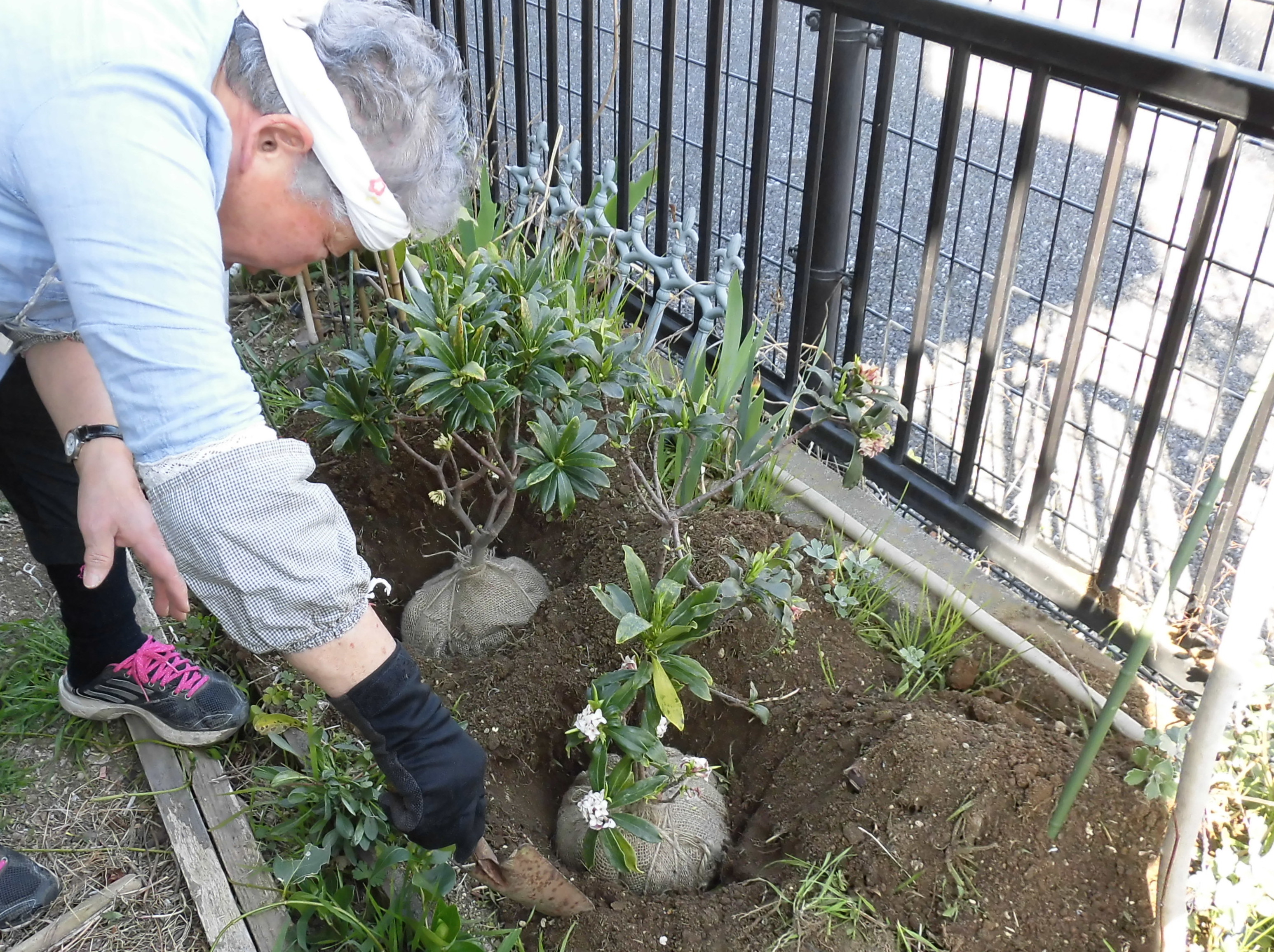 家族植樹の写真