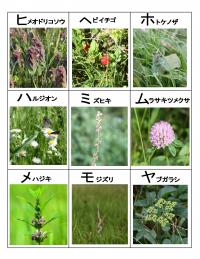 植物カルタ4ページの画像