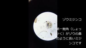 水の中の小さな生き物（動画）の画像