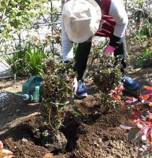 安曇バラの会Bz花壇の植樹写真