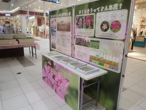 イオンさくらそう展示会の写真