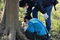 ゴマダラチョウの幼虫を探している