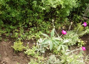 安曇バラの会の植樹後の写真