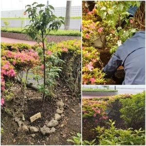 白梅植樹の写真