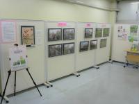 美笹の桜展