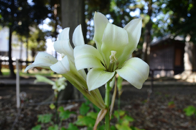 市指定天然記念物「うばゆり」の写真