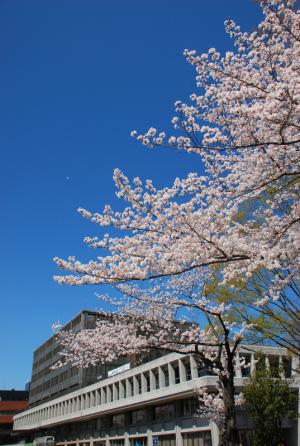 市役所桜