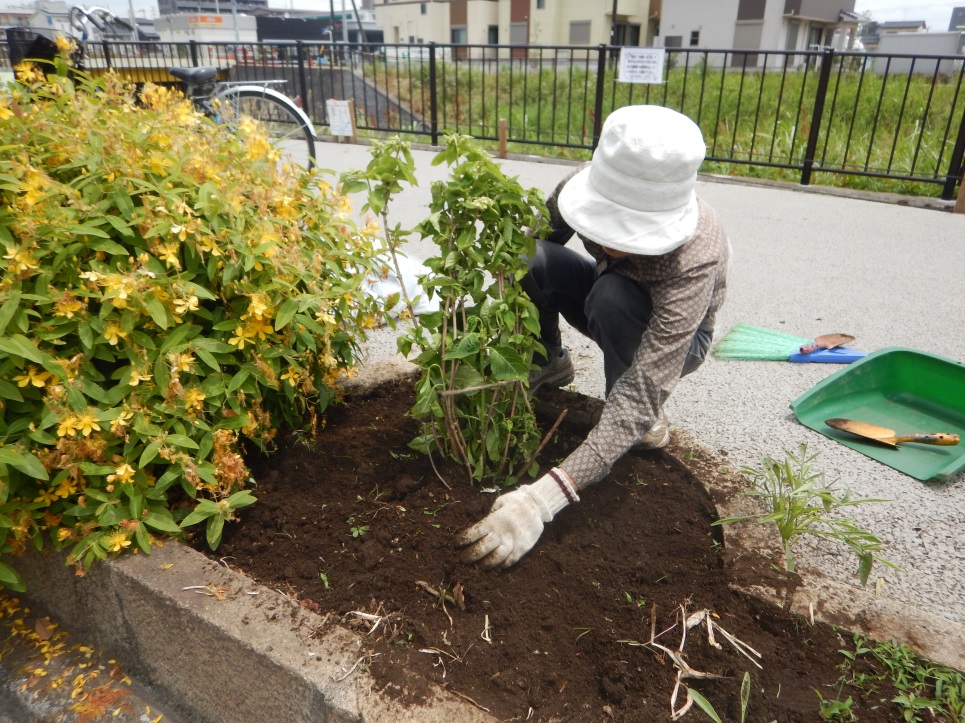 とだ緑のボランティア植樹をしている写真